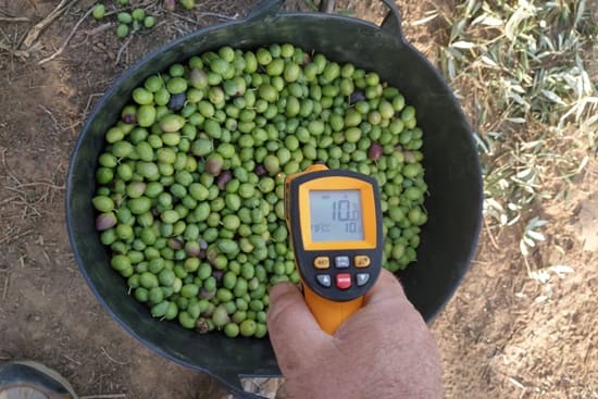 foto-alumni-lesus-oct-2021-7-capazo-aceitunas-medida-temperatura-10-grados